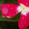 Catharanthus 'Mediterranean XP Cherry Halo', flowers