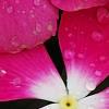 Catharanthus 'Mediterranean XP Rose Halo', flowers