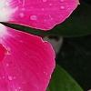 Catharanthus 'Mediterranean XP Rose Halo', flowers