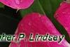 Catharanthus 'Mediterranean XP Rose Halo', flowers