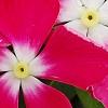 Catharanthus 'Mediterranean XP Rose Halo', flowers