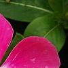 Catharanthus 'Mediterranean XP Rose Halo', flowers