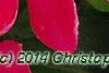Catharanthus 'Mediterranean XP Rose Halo', flowers