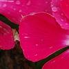 Catharanthus 'Mediterranean XP Rose Halo', flowers