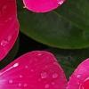 Catharanthus 'Mediterranean XP Rose Halo', flowers