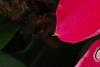 Catharanthus 'Mediterranean XP Rose Halo', flowers