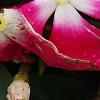 Catharanthus 'Mediterranean XP Rose Halo', flowers