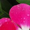 Catharanthus 'Mediterranean XP Rose Halo', flowers