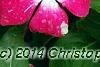 Catharanthus 'Mediterranean XP Rose Halo', flowers
