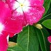 Catharanthus 'Mediterranean XP Rose Halo', flowers