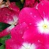Catharanthus 'Mediterranean XP Rose Halo', flowers