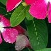 Catharanthus 'Mediterranean XP Rose Halo', flowers