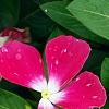 Catharanthus 'Mediterranean XP Rose Halo', flowers