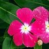 Catharanthus 'Mediterranean XP Rose Halo', flowers