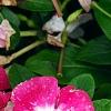 Catharanthus 'Mediterranean XP Rose Halo', flowers