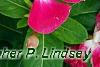 Catharanthus 'Mediterranean XP Rose Halo', flowers