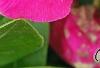 Catharanthus 'Mediterranean XP Rose', flowers