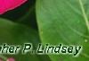 Catharanthus 'Mediterranean XP Rose', flowers