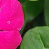 Catharanthus 'Mediterranean XP Rose', flowers