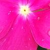 Catharanthus 'Mediterranean XP Rose', flowers