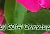 Catharanthus 'Mediterranean XP Rose', flowers