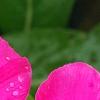 Catharanthus 'Mediterranean XP Rose', flowers