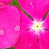 Catharanthus 'Mediterranean XP Rose', flowers