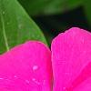 Catharanthus 'Mediterranean XP Rose', flowers