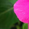 Catharanthus 'Mediterranean XP Rose', flowers