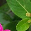 Catharanthus 'Mediterranean XP Rose', flowers