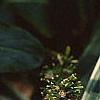 Catheranthus roseus, flowers