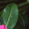 Catheranthus roseus, flowers
