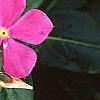 Catheranthus roseus, flowers
