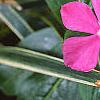 Catheranthus roseus, flowers