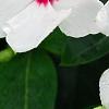 Catharanthus roseus 'Boa Peppermint', flowers