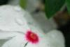 Catharanthus roseus 'Boa Peppermint', flowers
