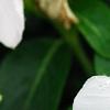 Catharanthus roseus 'Boa Peppermint', flowers