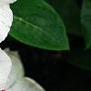 Catharanthus roseus 'Boa Peppermint', flowers