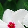 Catharanthus roseus 'Boa Peppermint', flowers