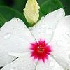 Catharanthus roseus 'Boa Peppermint', flowers