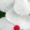Catharanthus roseus 'Boa Peppermint', flowers