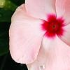 Catharanthus roseus 'Cobra Apricot', flowers