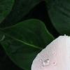 Catharanthus roseus 'Cobra Apricot', flowers