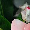 Catharanthus roseus 'Cobra Apricot', flowers