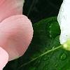 Catharanthus roseus 'Cobra Apricot', flowers