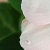 Catharanthus roseus 'Cobra Apricot', flowers