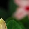 Catharanthus roseus 'Cobra Apricot', flowers