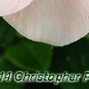 Catharanthus roseus 'Cobra Apricot', flowers