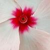 Catharanthus roseus 'Cobra Apricot', flowers