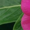 Catharanthus roseus 'Cobra Rose', flowers